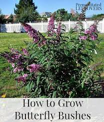 Pin On The Best Gardening Tips For Home Gardeners