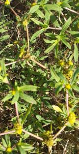 Image result for Flaveria trinervia