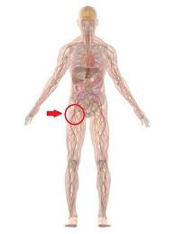 Diese muskeln verlaufen auf der innenseite der oberschenkel. Oberschenkel Muskel Zieht Was Tun Sport Schmerzen