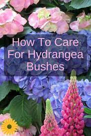 How To Care For Hydrangeas The Ultimate Guide To Stunning Hydrangea Flowers Planting Hydrangeas Hydrangea Garden Hydrangea Care