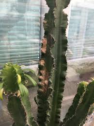 Cacti can turn brown, yellow or even purple for many different reasons. Why Is My Cactus Turning Brown Quora
