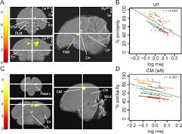 The book was published in 2006 by morgan road books. In Vivo Assessment Of The Neural Substrate Linked With Vocal Imitation Accuracy Elife