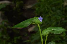 Image result for Cyanotis speciosa