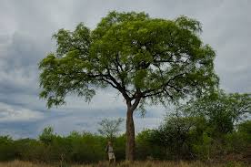 Image result for Kirkia