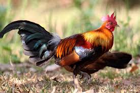 Tips Ternak Ayam Hutan Merah Bagi Pemula Pertanianku