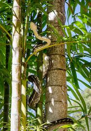 Image result for Pteronia acuminata