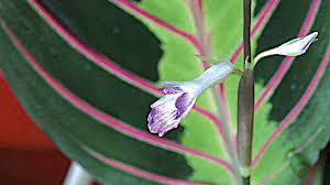 Hd to 4k quality, all ready for download! Prayer Plants Are Fascinating And Unique The Guardian Nigeria News Nigeria And World Newssaturday Magazine The Guardian Nigeria News Nigeria And World News