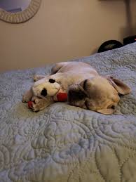 A raw food diet is also worth investigating, as this can help control a pug's allergic tendencies. Best Food For Pug Puppies