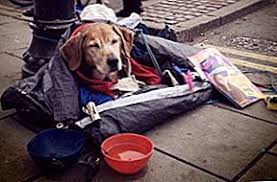 February 26, 2021 looking for ways to give your pet the best of both? Bu Fikirler Altinda Bu Dosyayi Sevdik Pet Food Bank Toronto Da Aciliyor 2021