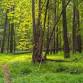 Piedmont Grassland and Environmental Art Event event in Raleigh, NC