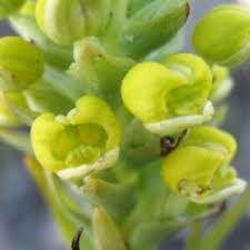 Image result for Disa brevicornis