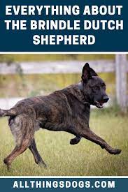 Brindle Dutch Shepherd Dutch Shepherd Dog Brindle Dogs