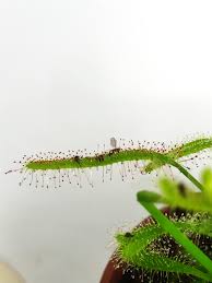 We did not find results for: Moucherons De Terreau 7 Astuces Pour S En Debarrasser Osez Planter Ca Pousse