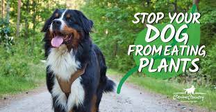 In the case of changing your pup's diet, remember that this should be done gradually, over the period of one or two weeks. Stop Your Dog From Eating Plants Canine Country