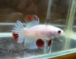 We Are Selling High Quality Of Bettas Only Which All Kind Of Bettas As Plakats Siamaes Fighting Vieltails Halfmoon Halfmoo Betta Fish Betta Tropical Fish
