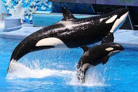 Malia | Killer Whale Wiki | Fandom
