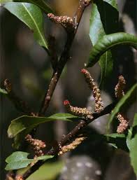 Image result for Myrica serrata