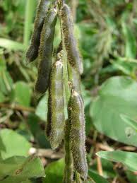 Image result for Neonotonia wightii