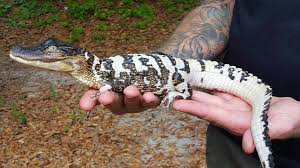 Amazing Pied Alligator Credit Nathan Sweeting Reptiles Prehistoric Animals Melanistic Animals