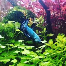 This Betta Fish Have The Hobbies Include Chasing Daphnia And Hiding Under Leaf Litter Video Betta Fish Betta Aquarium Betta