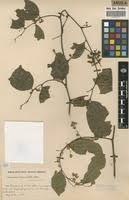 Image result for Securidaca welwitschii