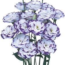 Image result for eustoma Balboa