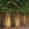 If you buy something we may get a small a garden section for growing more bamboo keeps you well stocked with plenty of material to craft benches. 1