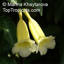 Image result for Hyparrhenia anemopaegma