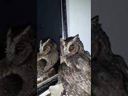 Ciblek atau prenjak jawa merupakan burung pengicau yang tidak bisa kita remehkan. Suara Burung Hantu Celepuk Youtube