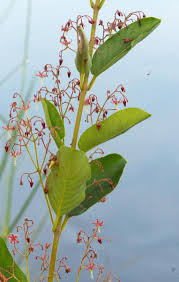 Image result for Tacazzea apiculata