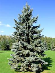 Transplanting a dwarf alberta spruce can be a major undertaking. Blue Spruce Colorado Spruce Tree Seedlings For Sale Treetime Ca