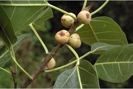 Image result for Ficus virens