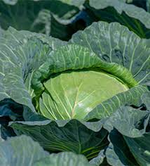 Hybrid Cabbage Seedlings