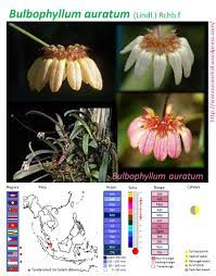 Posted by wannura di 24 oktober 2012. Orkid Spesis Wannura Orkid