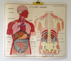 Cet Article N Est Pas Disponible Cartes Murales Ancienne Ecole Corps Humain