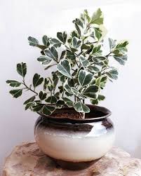 Ficus Triangularis Variegata Plants Pretty Plants House Plants