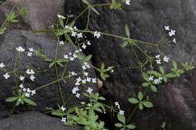 Image result for Galium scioanum