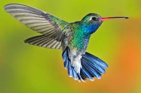 11 Day Birdwatching Tour From Cancun On This 11 Day Tour You Will Have The Opportunity To See Around Half Of The 1 040 Bir Chiapa De Corzo Picaflores Colibris