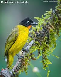 Follow Our Team Lead For Some Fantastic Collection Of Wildlife Images Visit Us At Www Wild India In Repost Rudy Whistlingtrails State Birds Bird Best B