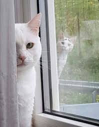 Birresimkaydet Saveanimage Barissenduran Resim Kaydet Save Image Picture Beautiful Nice Guzel Harika W Cute Kittens Cok Sirin Hayvanlar Kedi Kopek