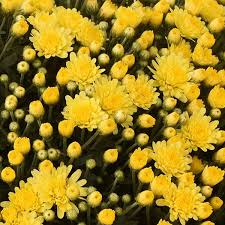 The photograph may be purchased as wall art, home decor, apparel, phone cases, greeting cards. Dove Yellow Garden Mum