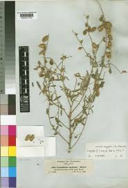 Image result for Pseudoconyza viscosa