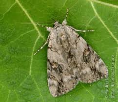 Image result for Catocala electa