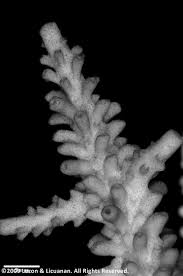 Content Posted in 2024 | Animo Repository | De La Salle University Research