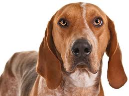 Dogs that do more the official twitter of the united kennel club (est. Everything About Your American English Coonhound Luv My Dogs