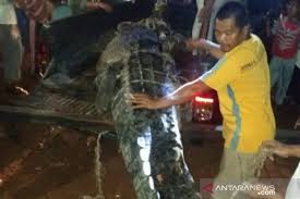 We did not find results for: Polisi Tembak Mati Buaya Telan Bocah Enam Tahun Antara News Aceh