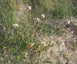 Image result for Diplotaxis