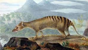 I hope you're all having a great start to 2021! The Quest For The Thylacine The Dodo
