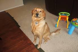 Gorgeous 9 Month Old Golden Retriever Pup For Sale For Sale In Port Orchard Washington Classified Americanlisted Com
