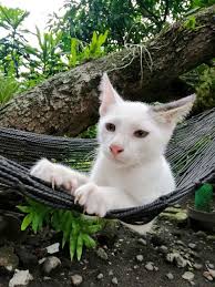 My Lovely Kitten Cotton The Hammock Boy In 2020 Baby Cats Adorable Kittens Funny Kittens Cutest